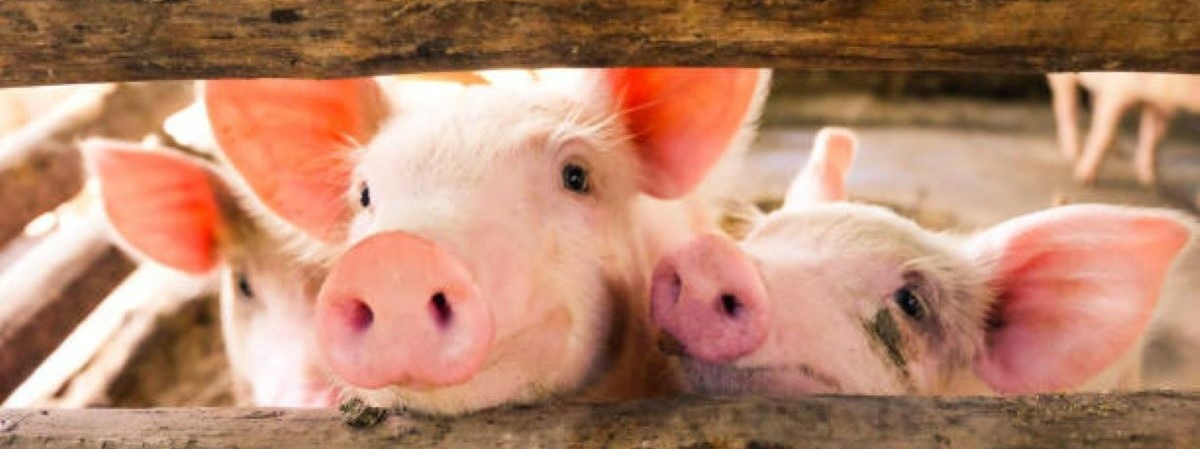 Titelbild: Schweineklinik