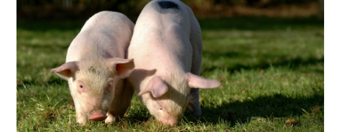 Titelbild: Schweineklinik